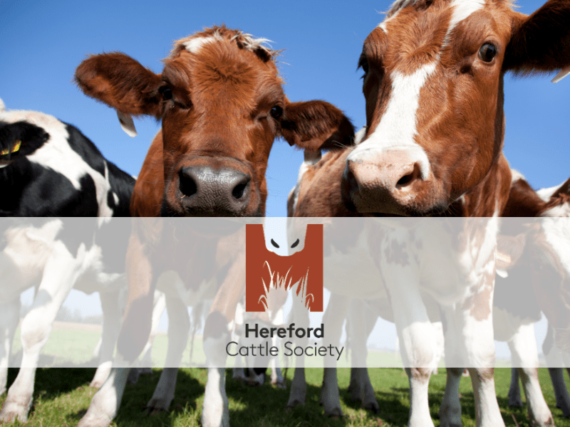 Hereford Cattle Society