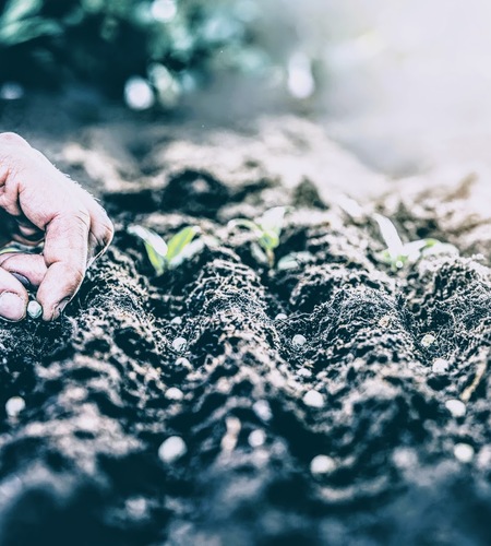 Crops, Seeds & Grains 