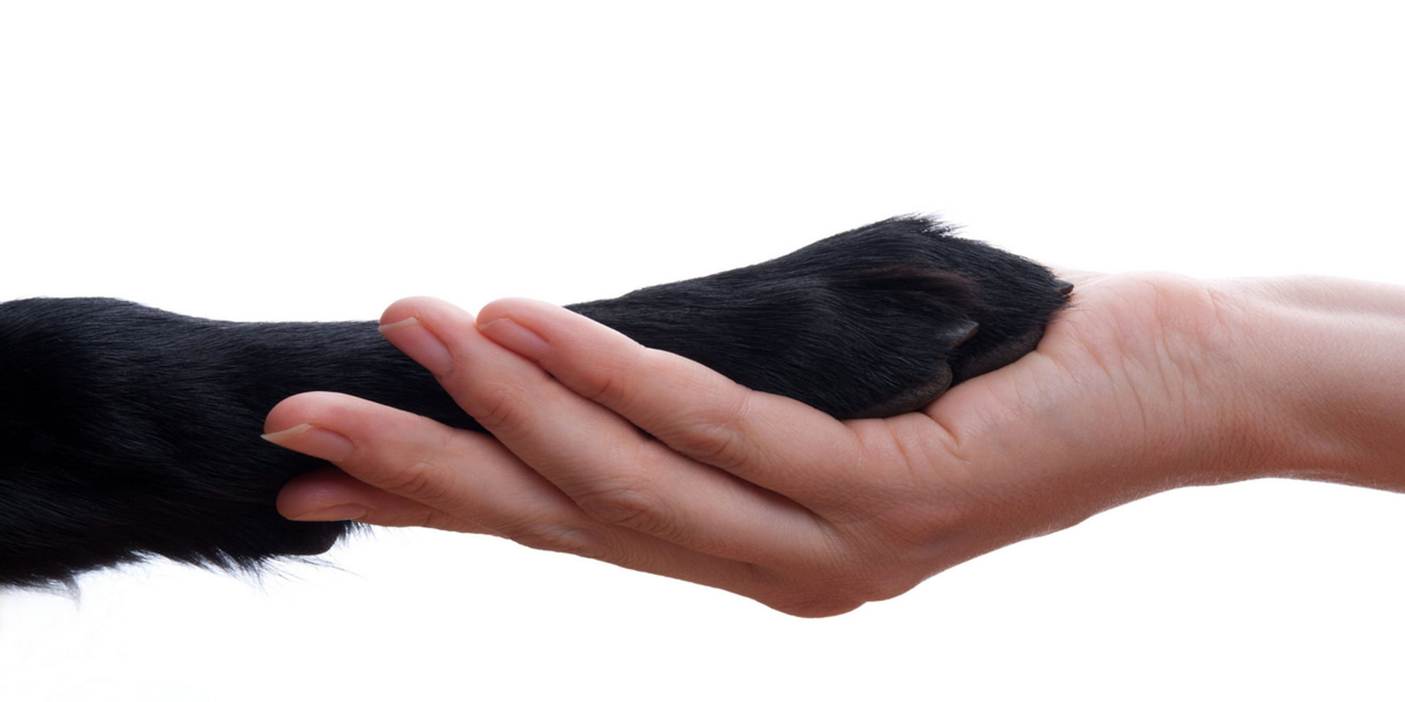 Website Banner Image Paw And Hand1200 X 630 Open Graph