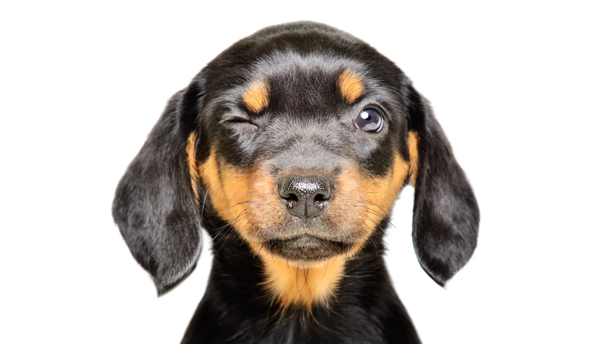 BrightLeaf specialist veterinary recruitment agency Dog