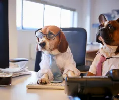 Dog sat in Suit on Video Call 