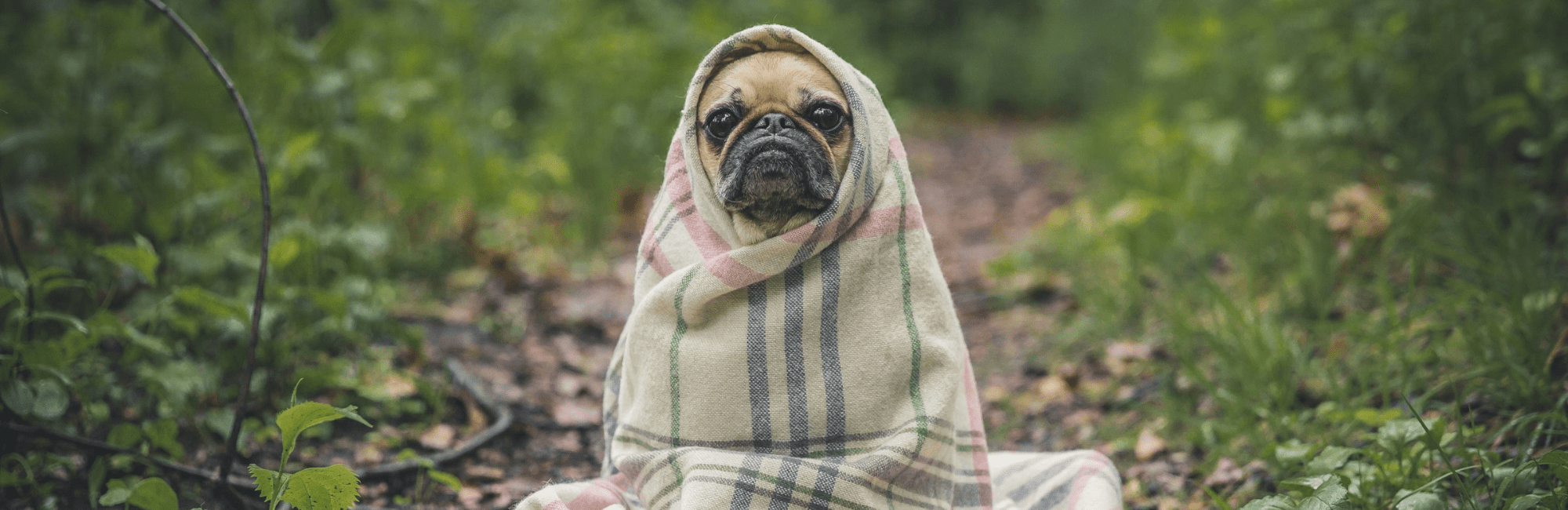 A pug dog snuggled in a blanket on the ground, radiating comfort and warmth amidst the winter blues.