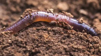 Why robotic worms could one day dig beneath your feet