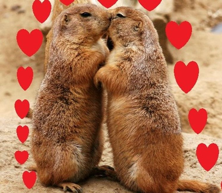 Kissing Prairie Dog Edit 3