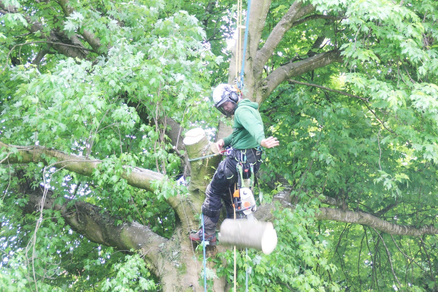 Arboriculture