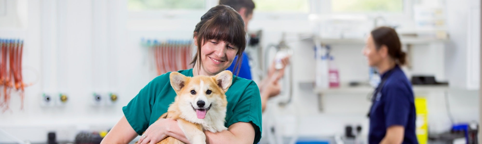 Veterinary Nurse Jobs 