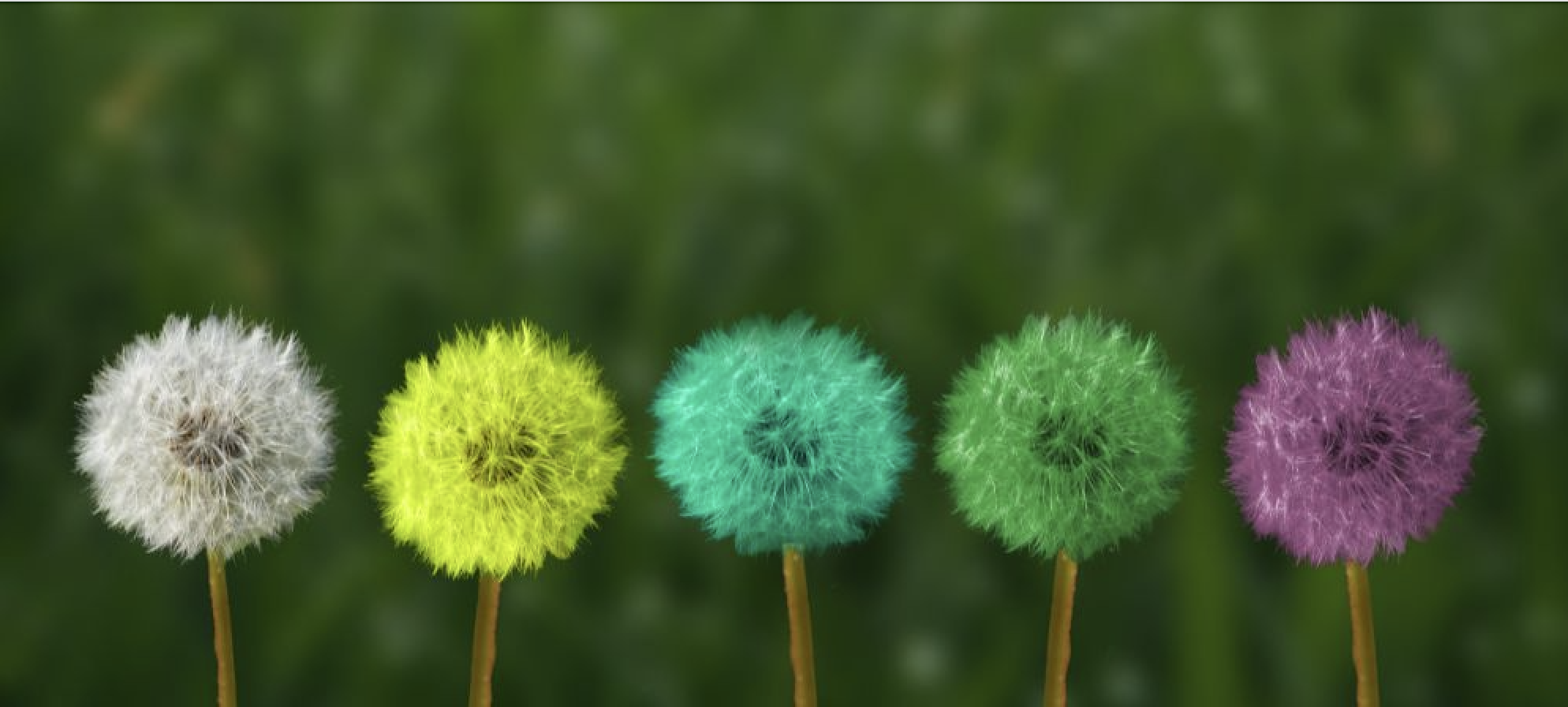 five multicoloured dandelions