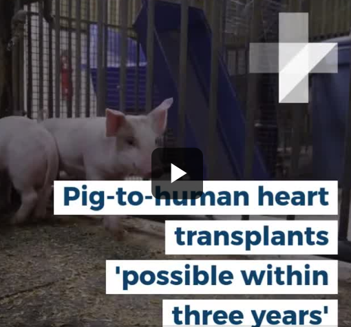 Pigs-to-human heart transplants 