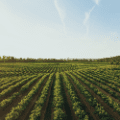 Image 1968048