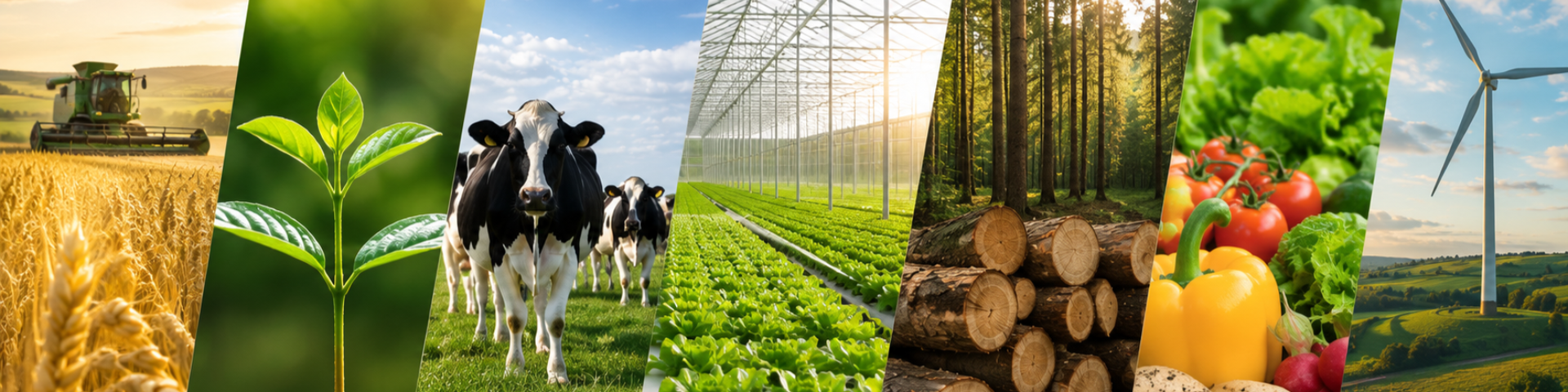 An image depicting the different sectors within the agricultural sector