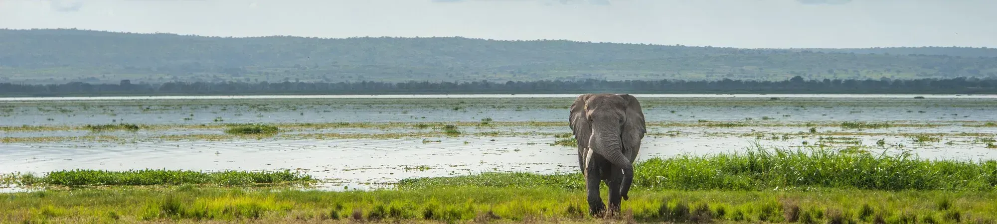 Bull elephant on lake albert, Uganda