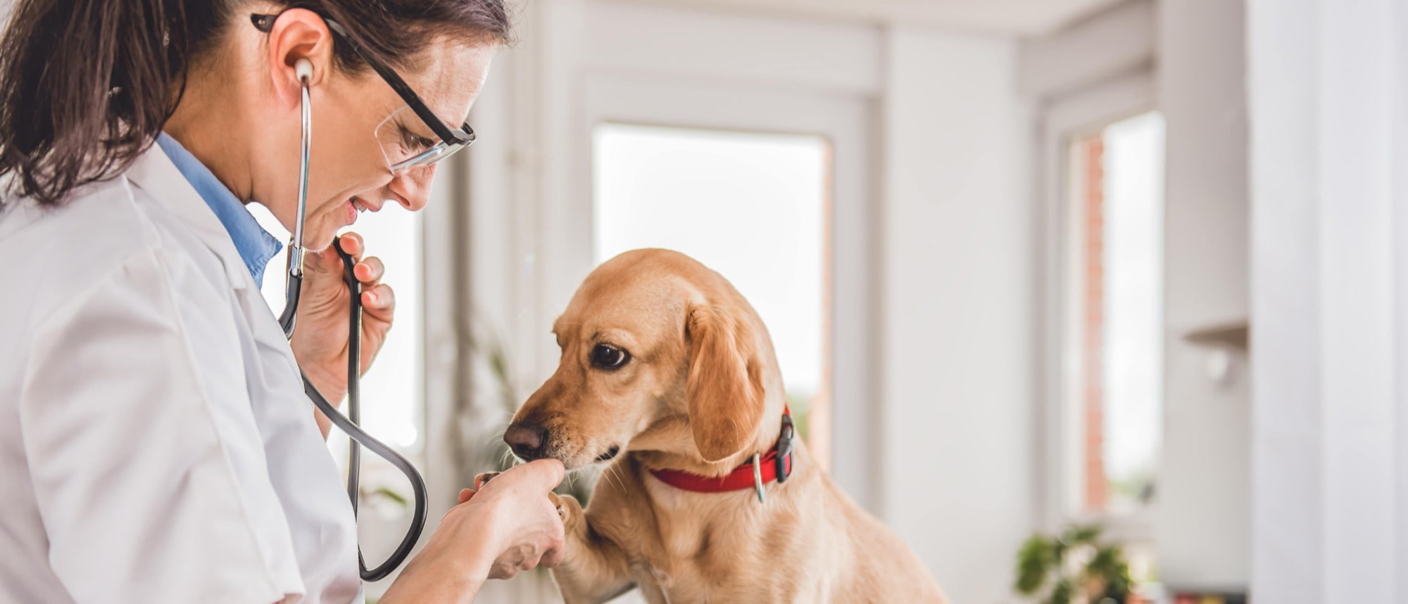 Veterinarian, Medical Recruitment Strategies