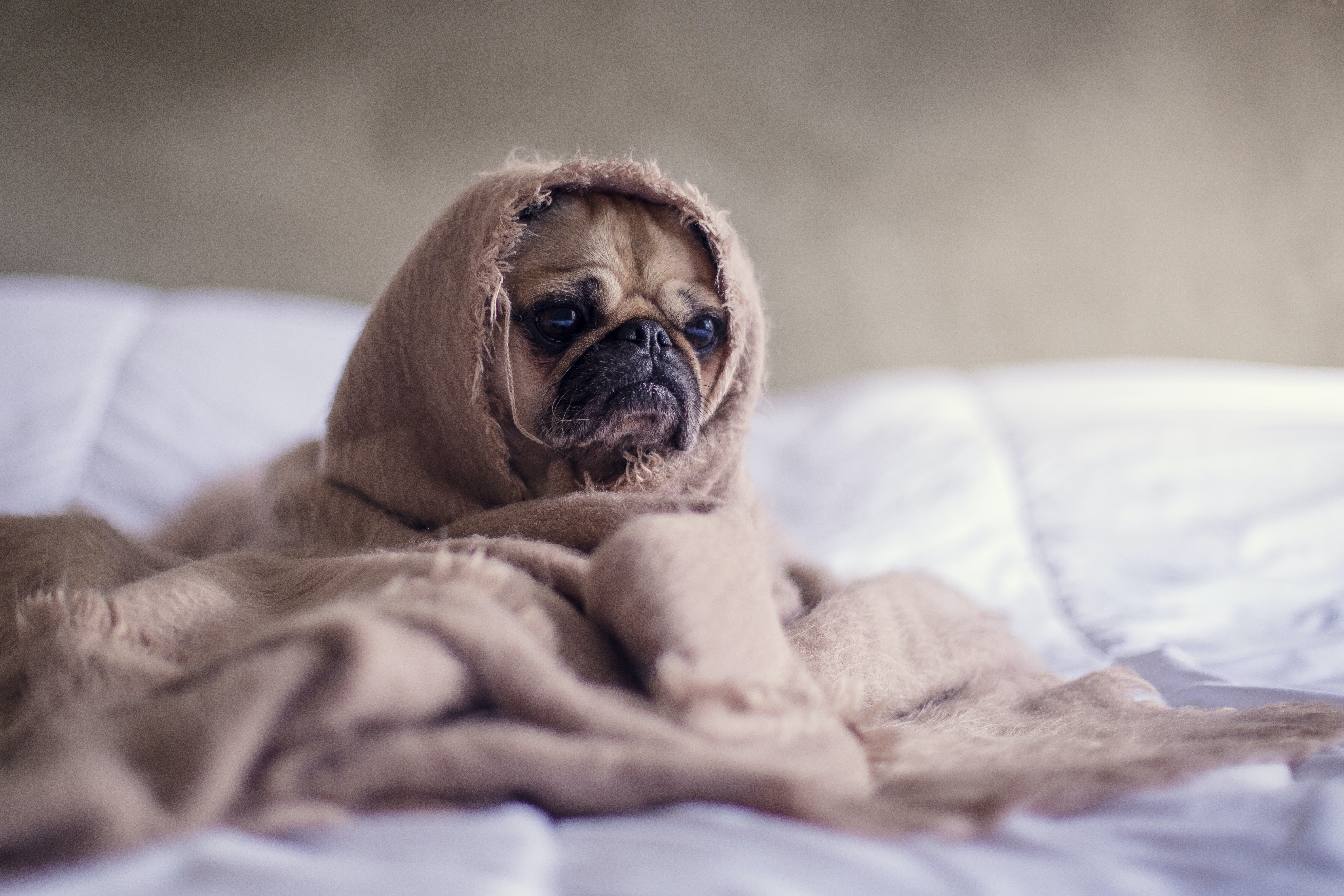 Pug dog on a bed with a grumpy, sullen look on it's face, wrapped in a blanket.