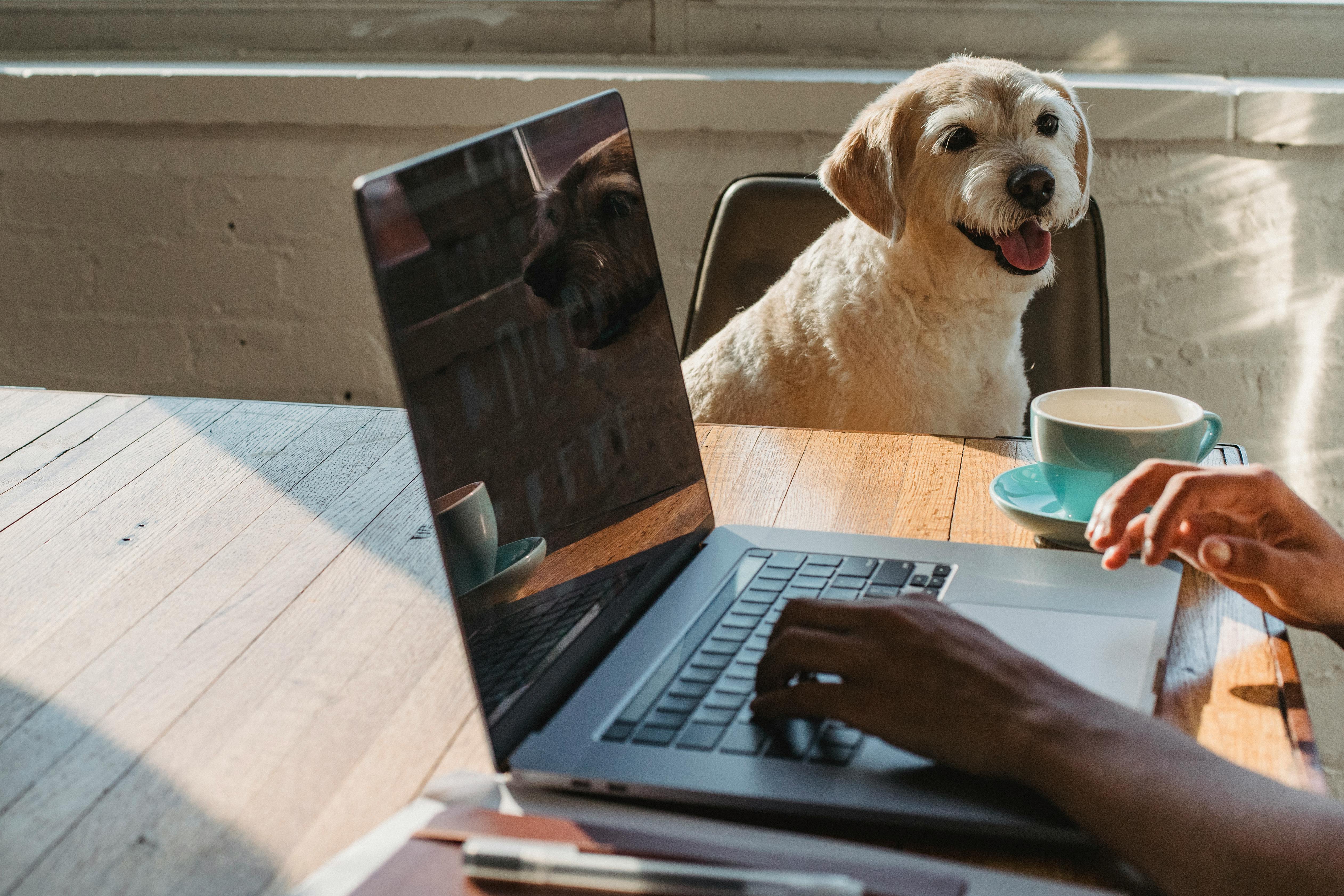 The Benefits of Pets in the Workplace: Boosting Mental Wellbeing and Beyond