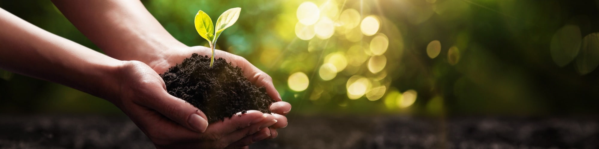 hand holding a seedling plant