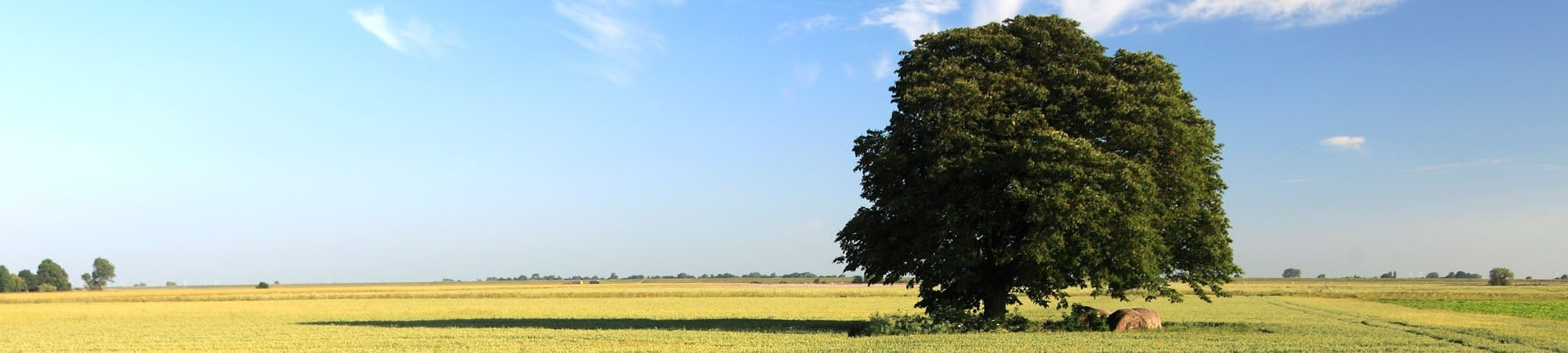 Fenland skyline
