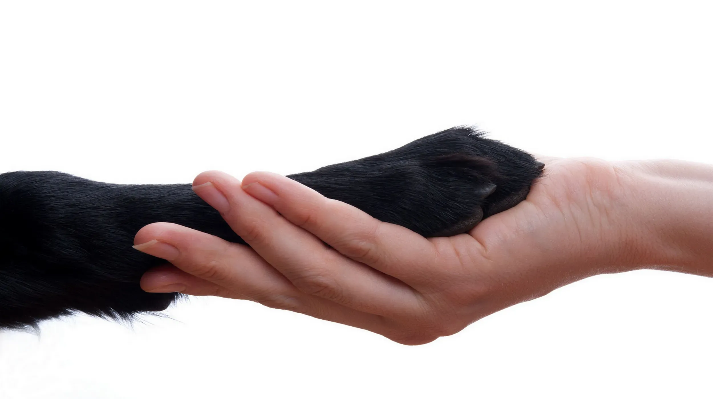 Dog paw holding human hand