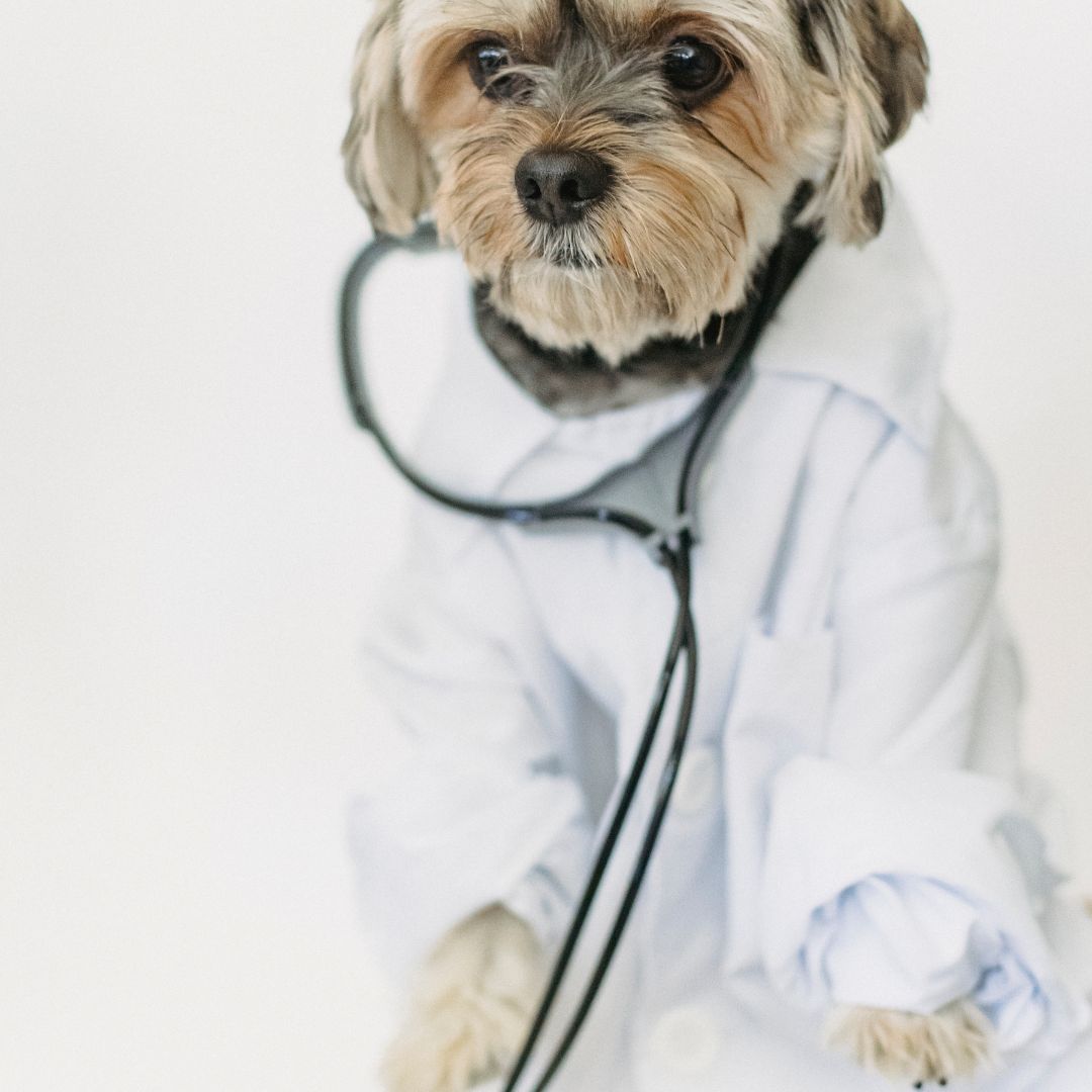 Yo Why Veterinary Practices Should Partner With Specialist Recruitersur Paragraph Text 6