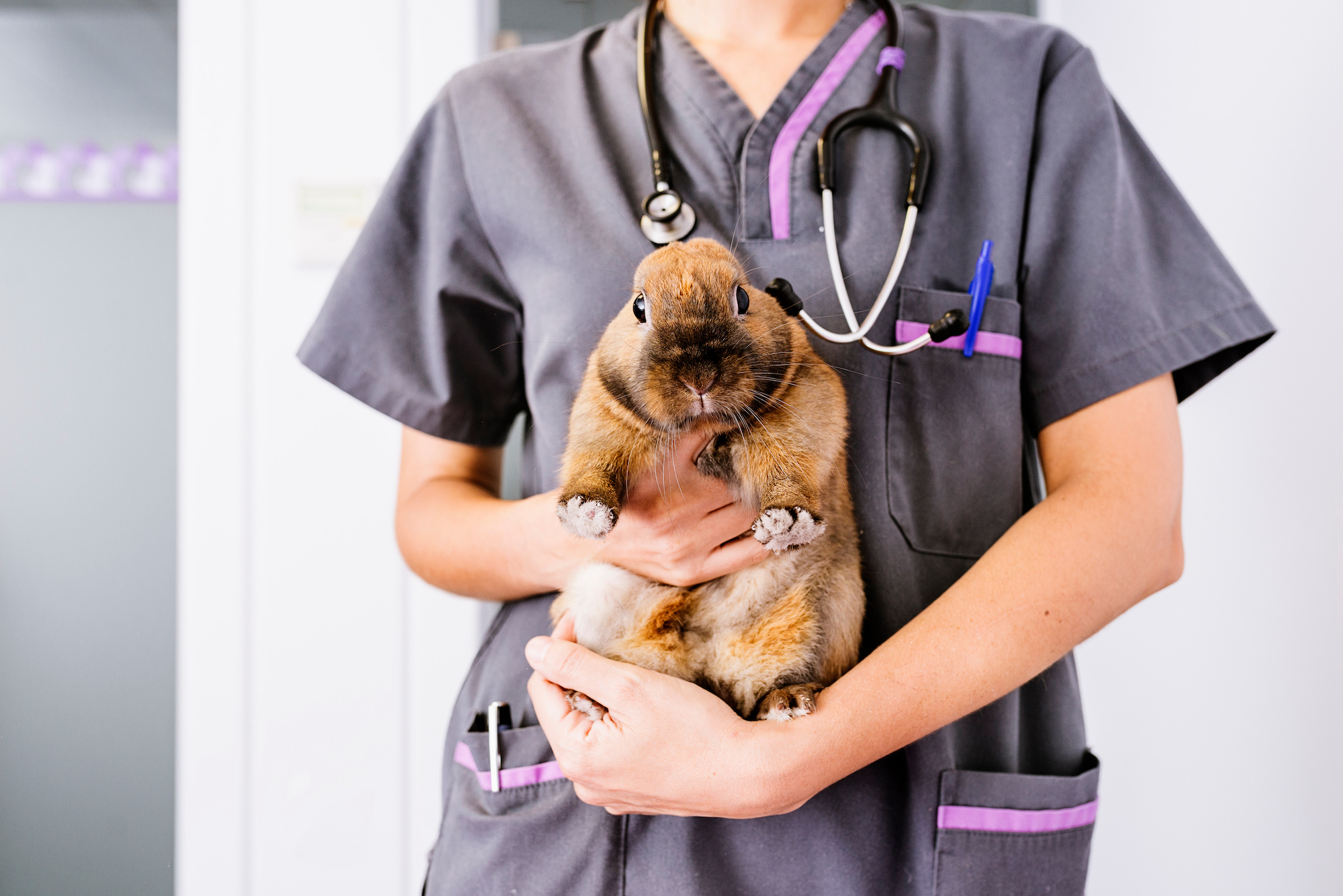 The Rewards of Working in the Veterinary Sector