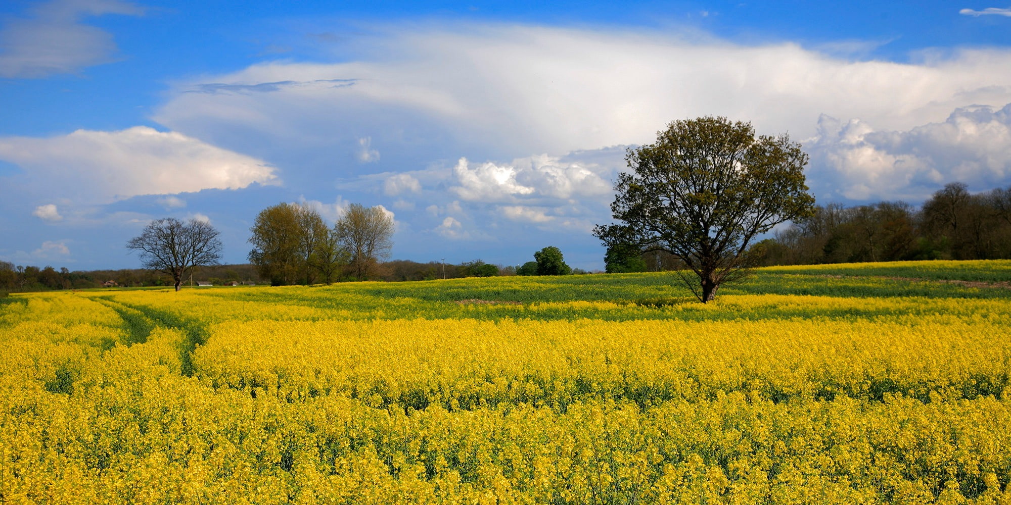 Fenland landscape