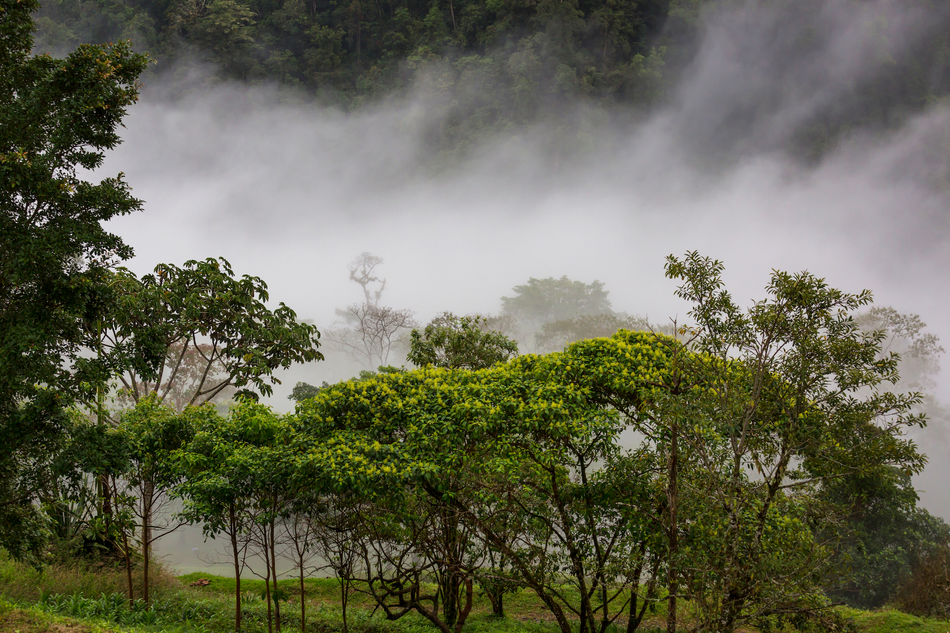 Jungle Carbon Offset