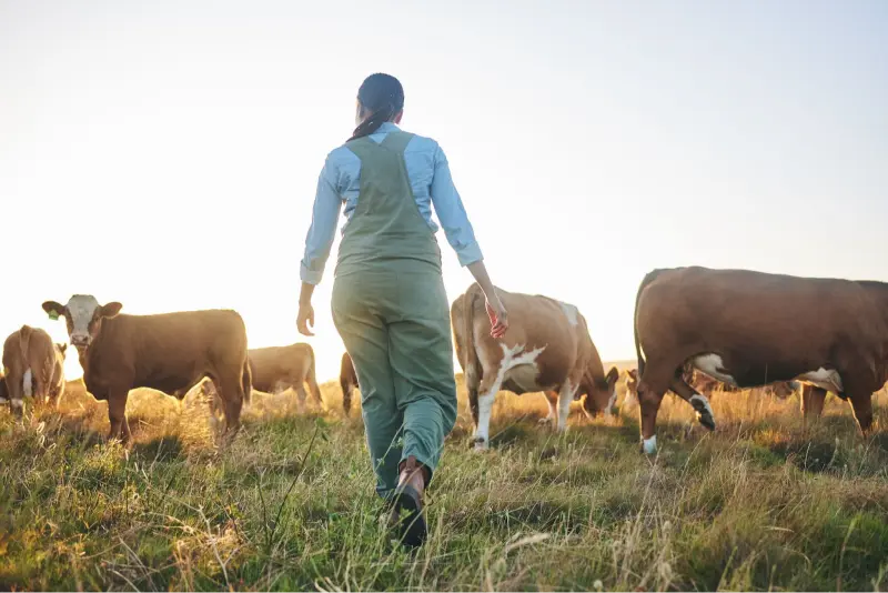 Female farmer walking through a cow field