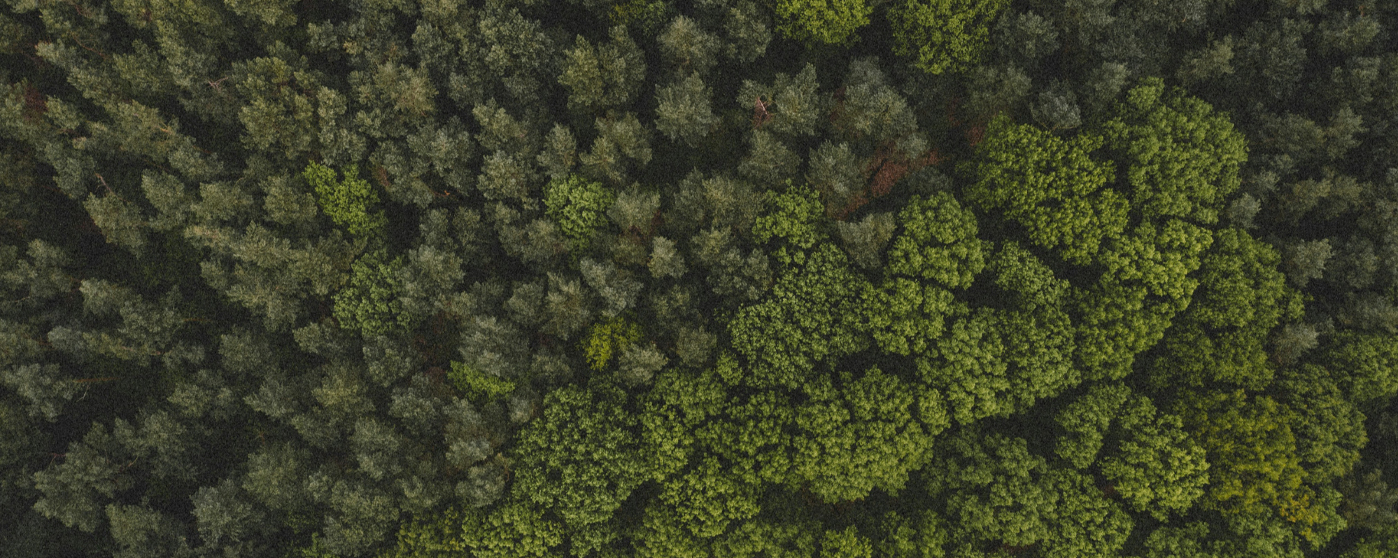 Image 1993758
