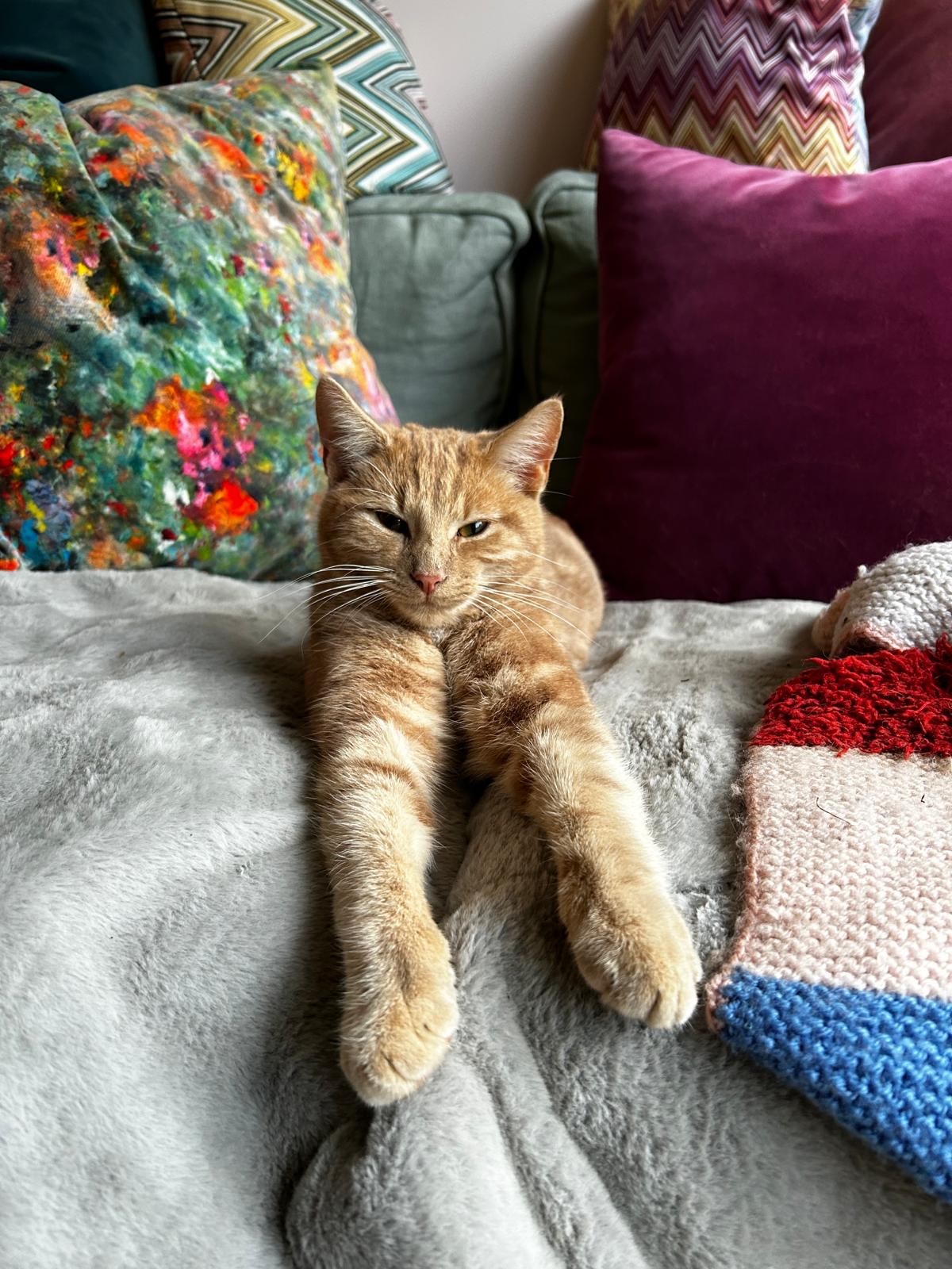 Bertie  image