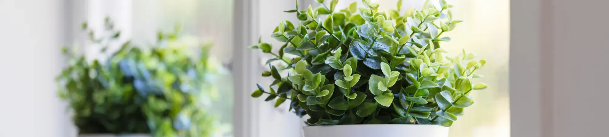 A potted plant on a shelf 