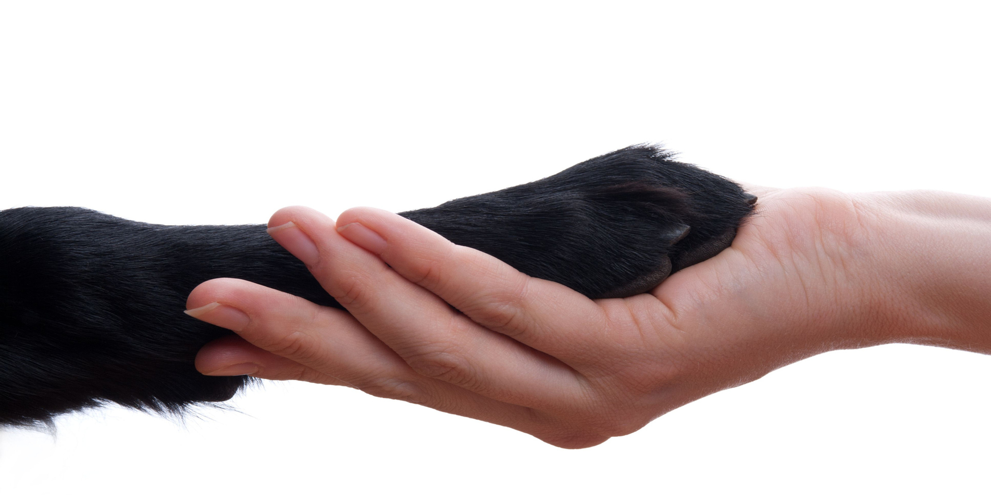 Website Banner Image Paw And Hand Sized Png