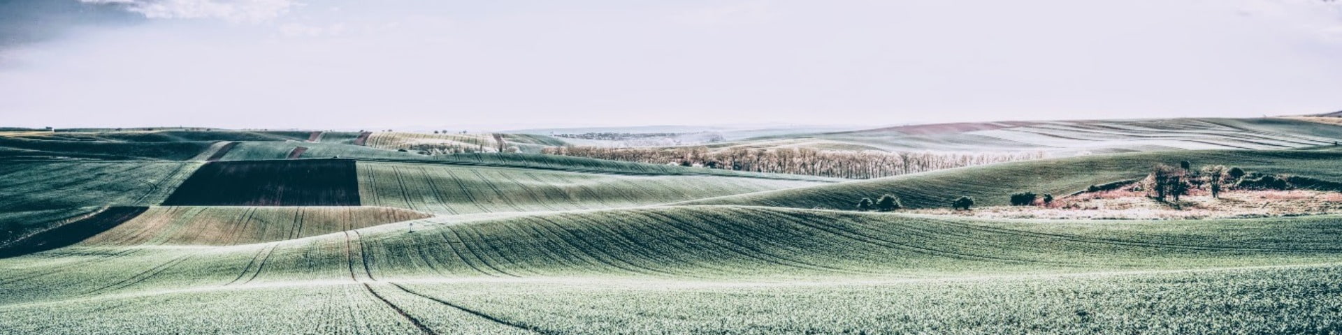 agricultural fields on a summers day