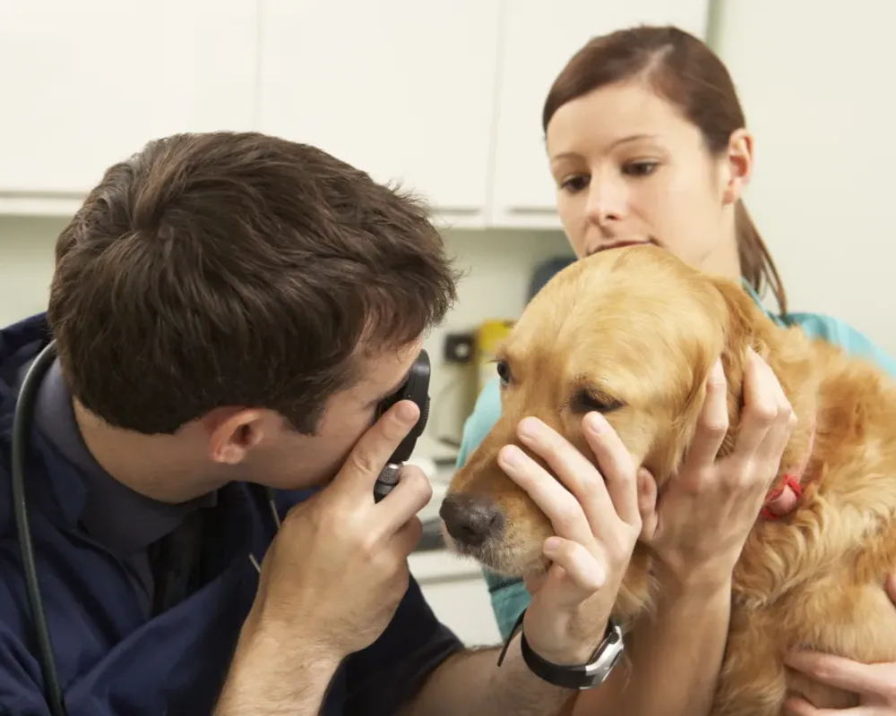 Vet and nurse examining dog
