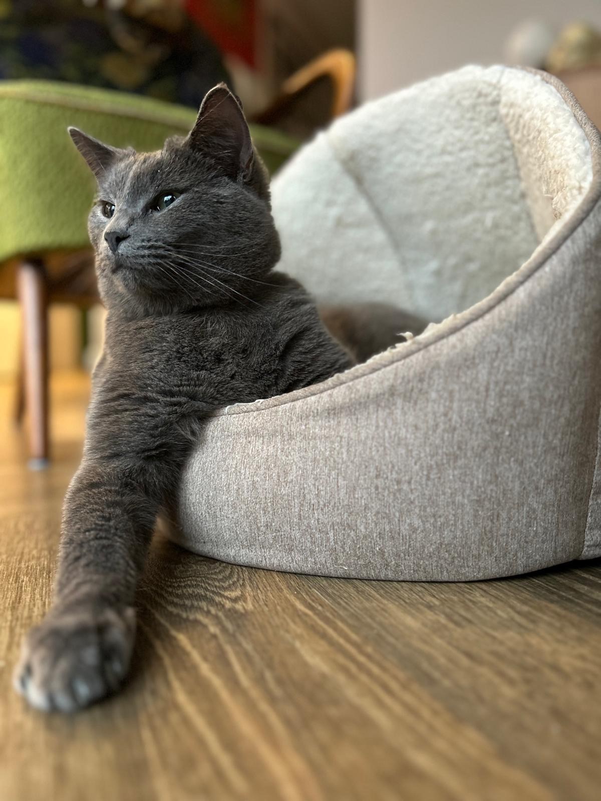 Gus image