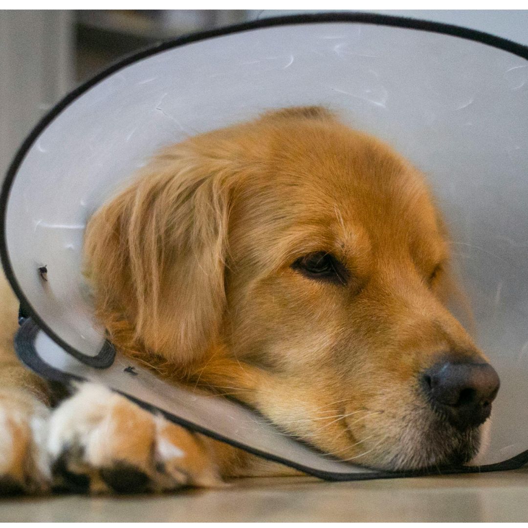 Yo Why Veterinary Practices Should Partner With Specialist Recruitersur Paragraph Text 2