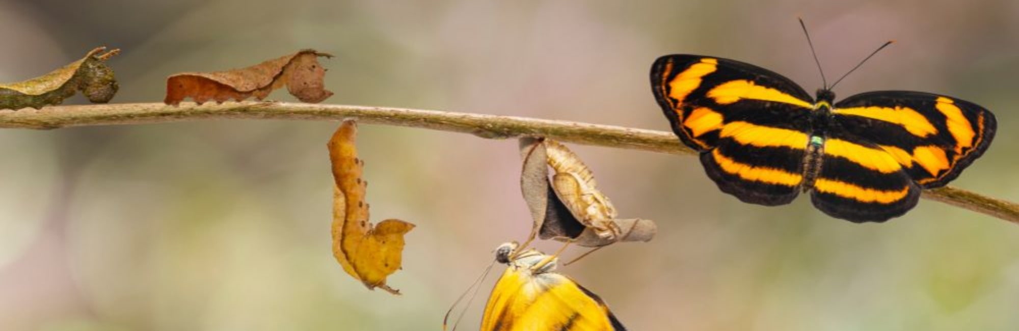 caterpillar, cocoon and orange and black butterfly