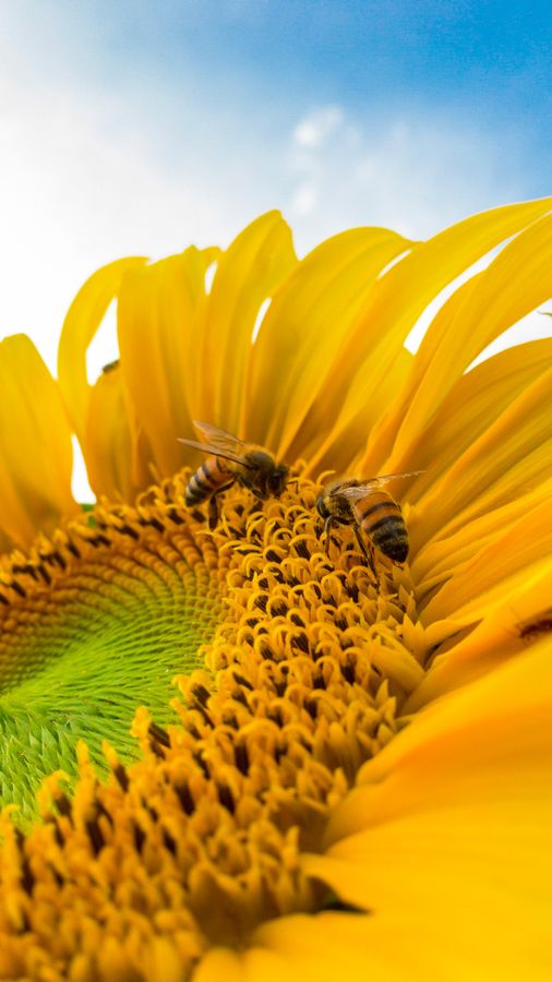 Macro Photo Of Bumblebees On Yellow Sunflower 772571