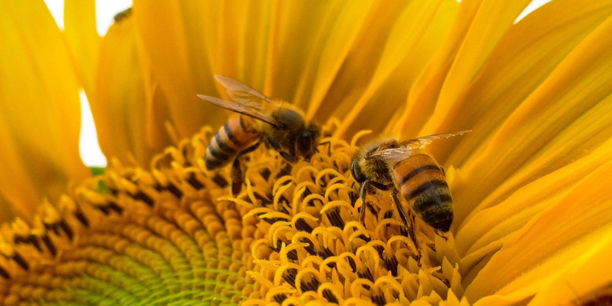 Macro Photo Of Bumblebees On Yellow Sunflower 772571