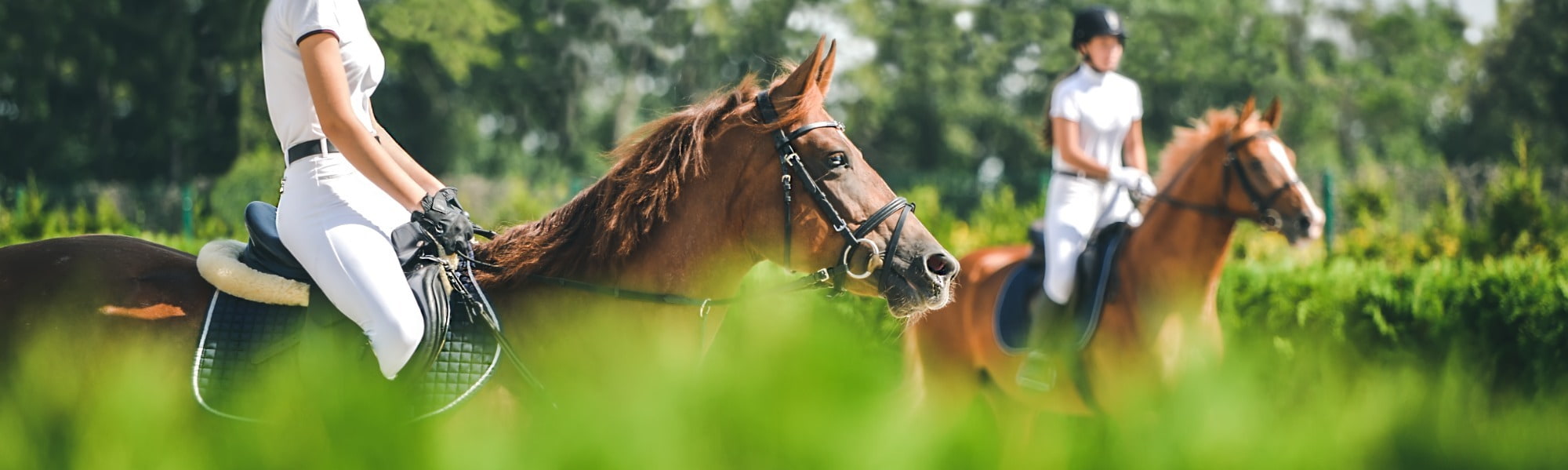 Equine Veterinary Surgeon Jobs uk