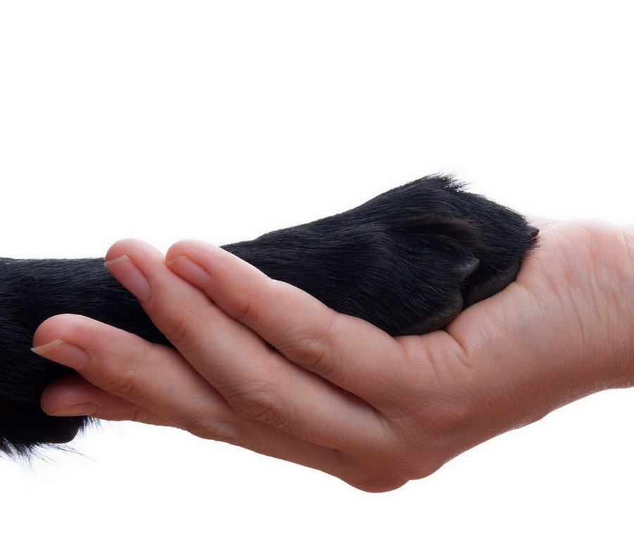 Website Banner Image Paw And Hand 900 X 767 Home Page Mobile