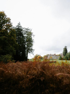 A field of brown grass with trees in the background  AI-generated content may be incorrect.