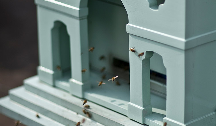 Our Rooftop Bees Take Up Residence