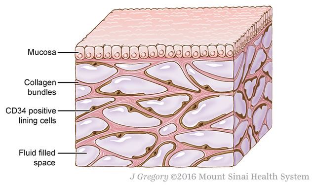 Interstitium