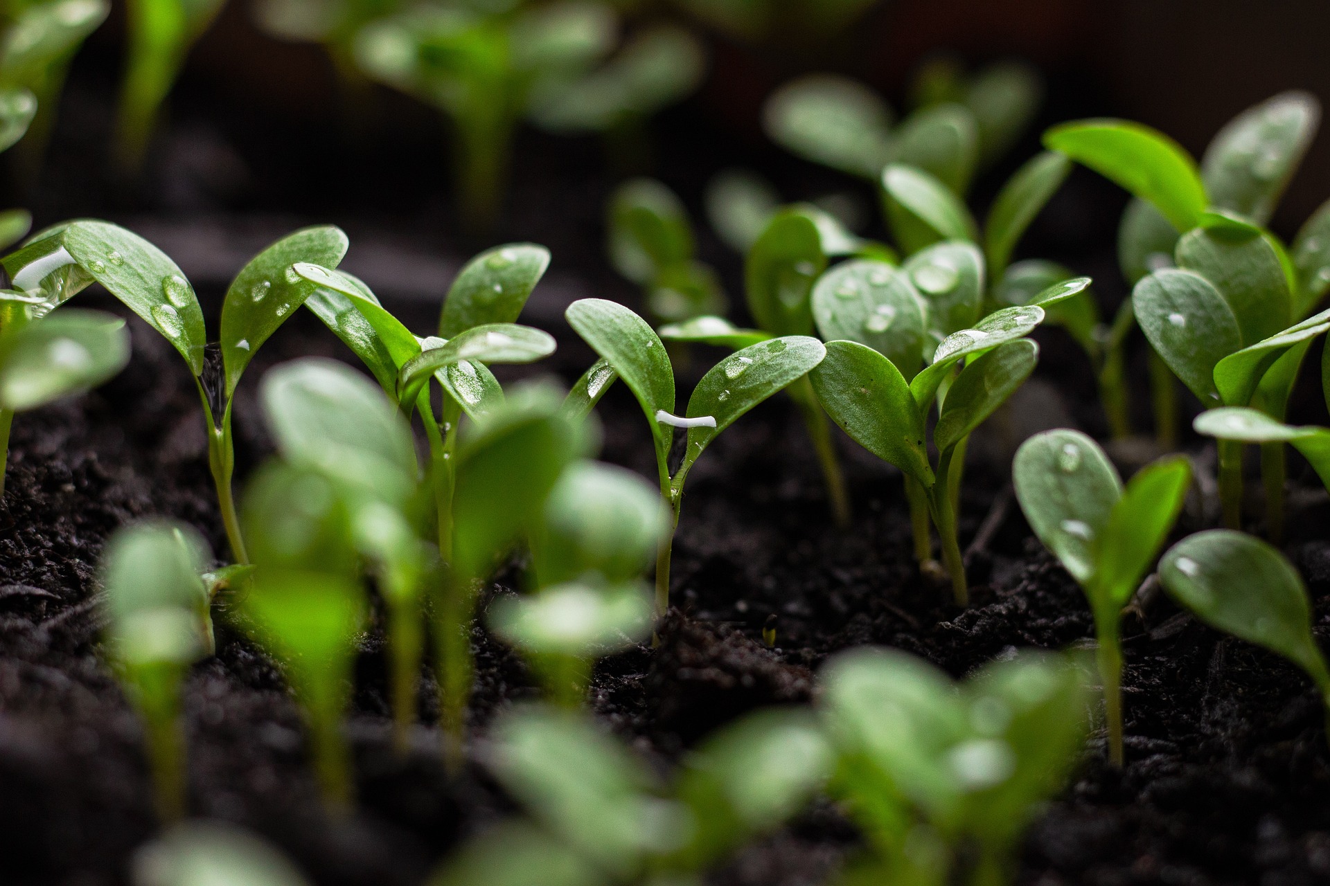 Seedlings G2e4837526 1920