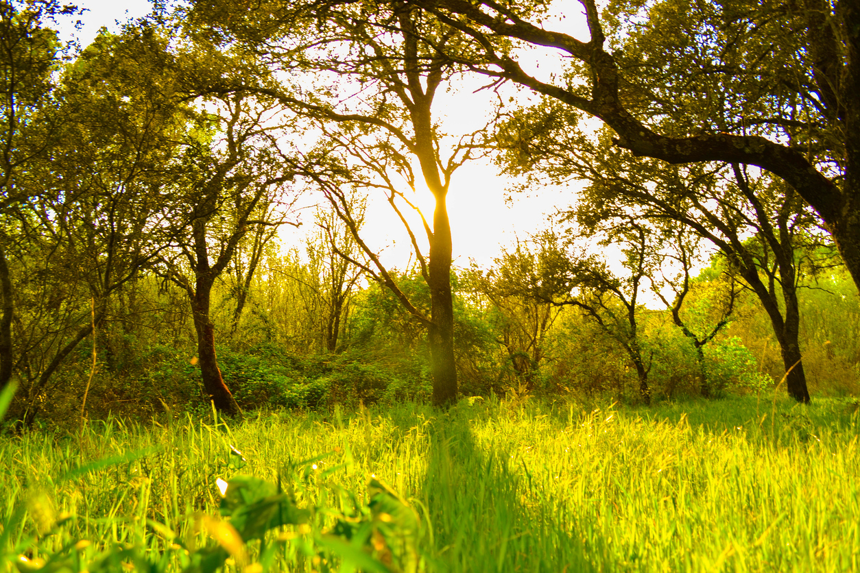 Agroforestry