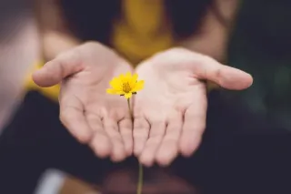 A person cradles a bright yellow flower, showcasing its beauty and significance in their hands.