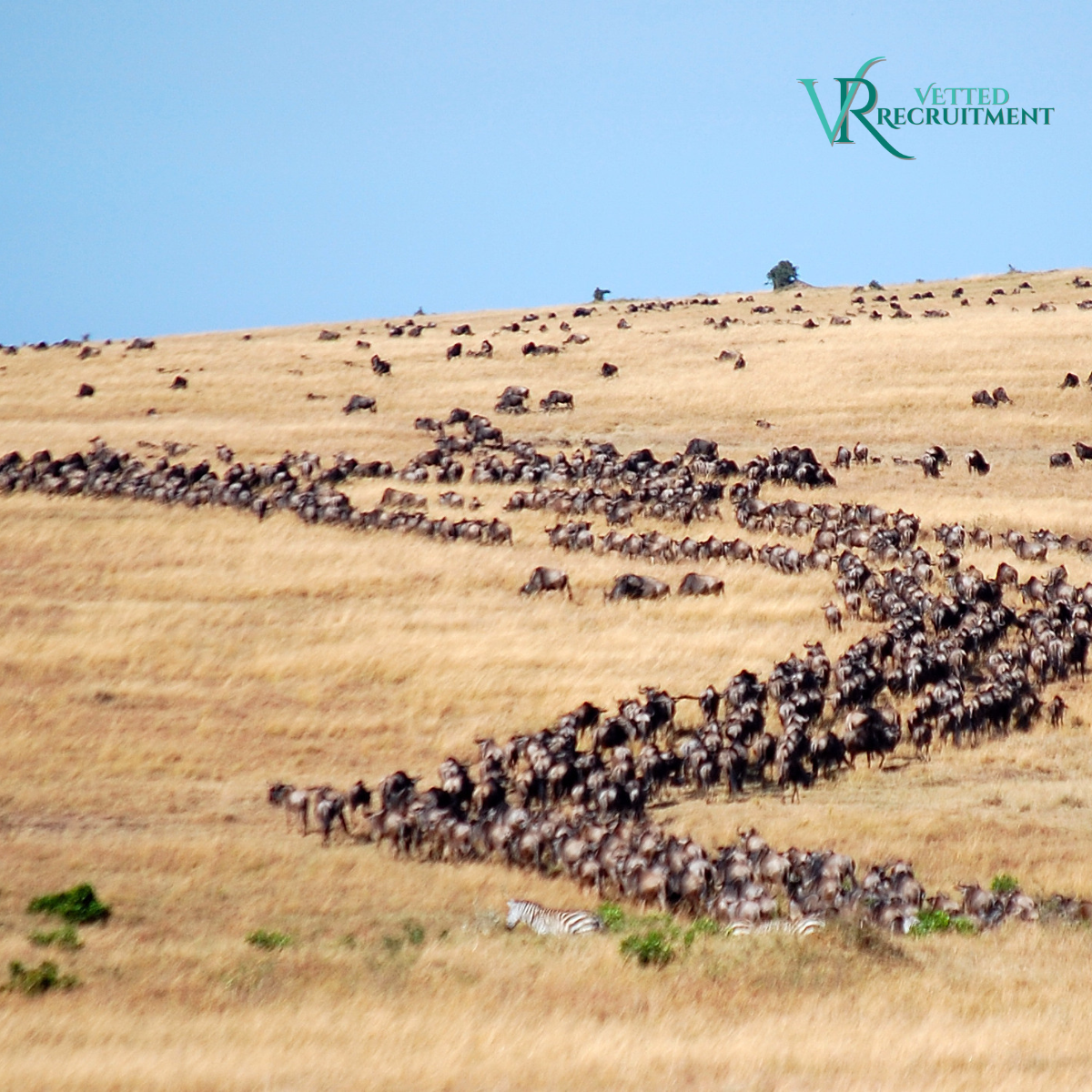 Migration
