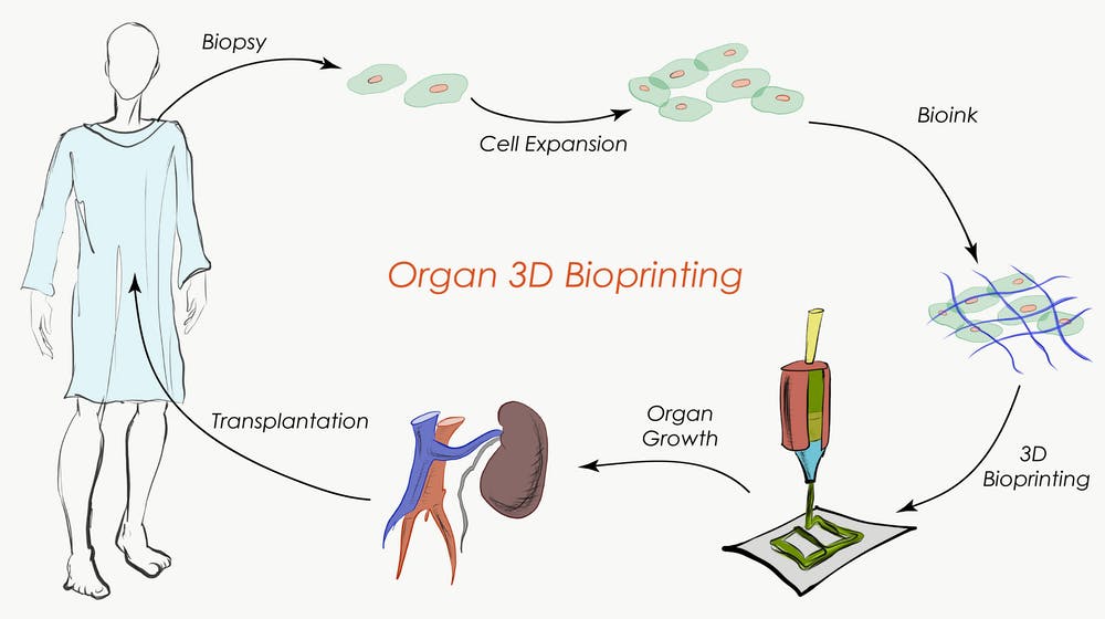 3 D Bioprinting2