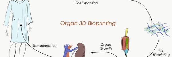 3 D Bioprinting2
