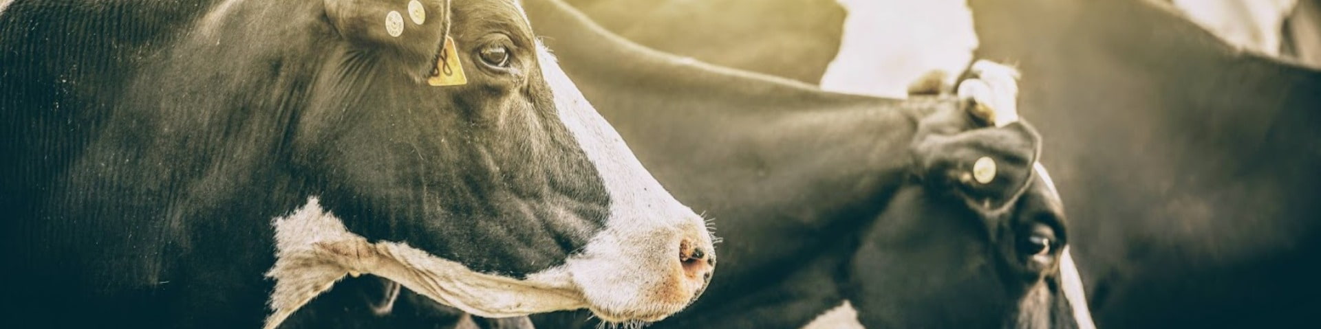 cows with ear tags