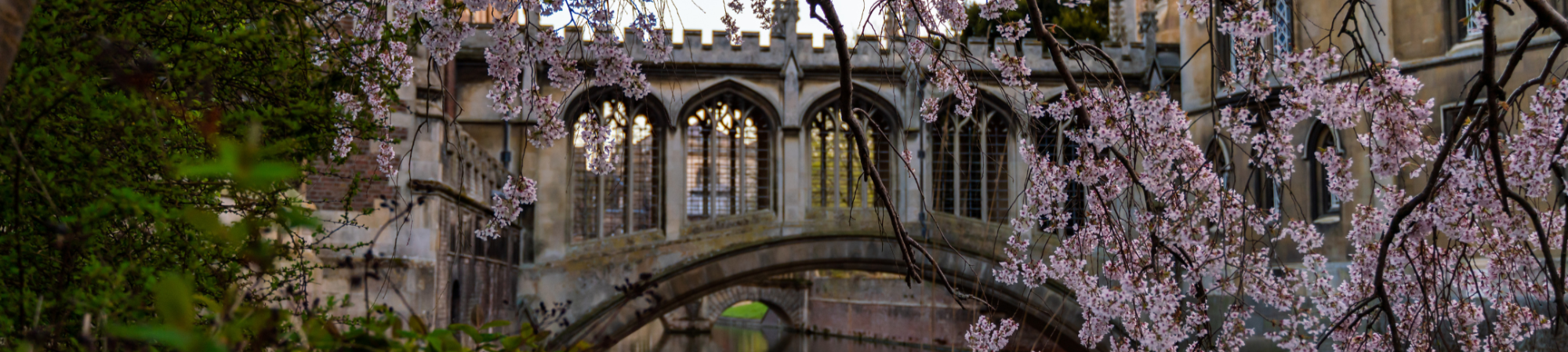 Cherry blossom in front of the Bridge of Sighs at St John's College Cambridge